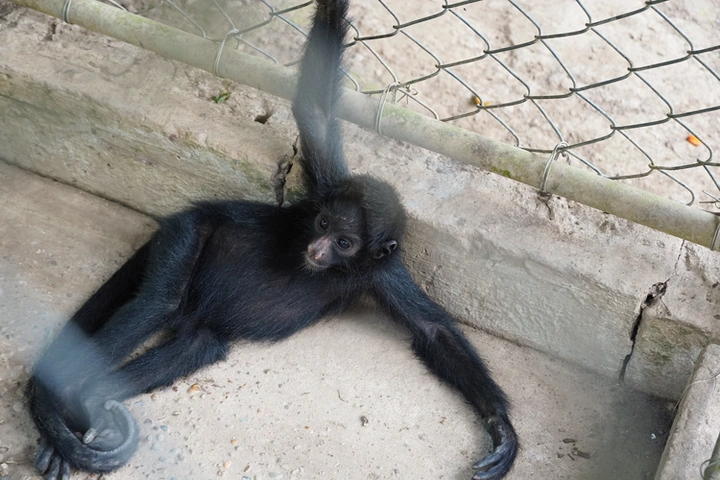 Mono araña en el centro de rescate Taricaya