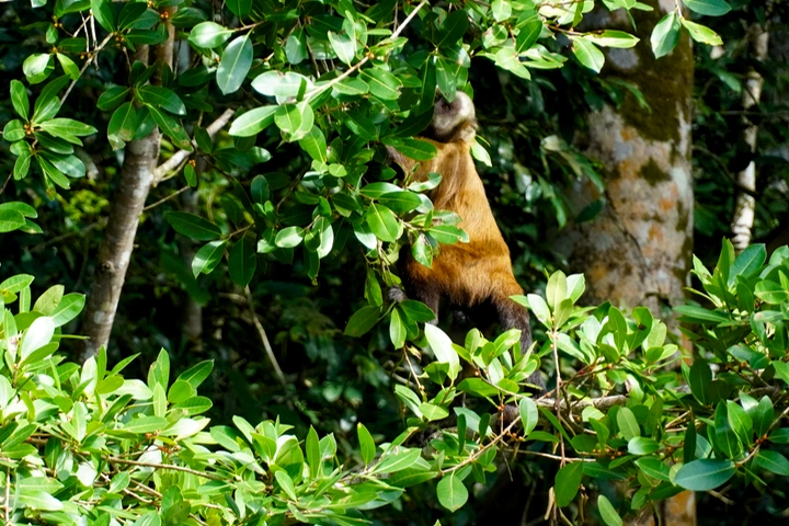 Mono capuchino en los árboles del Lago Sandoval