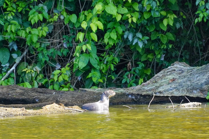 Nutria de río en el Lago Sandoval