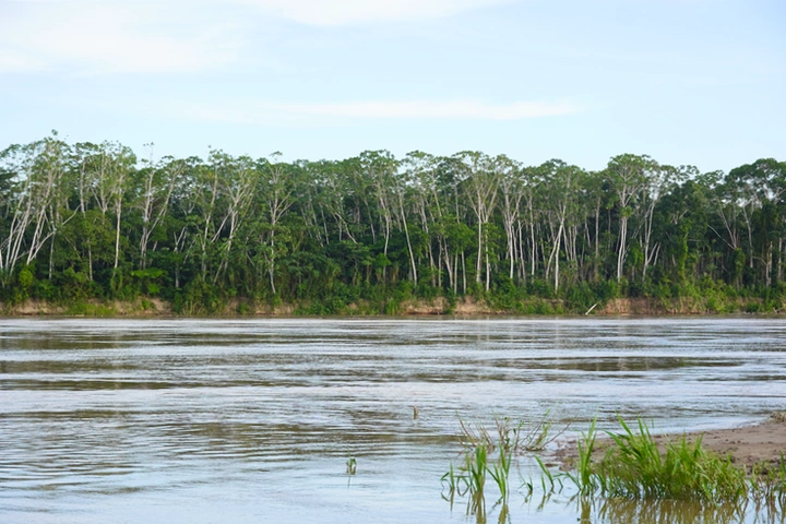 Selva junto al río Madre de Dios