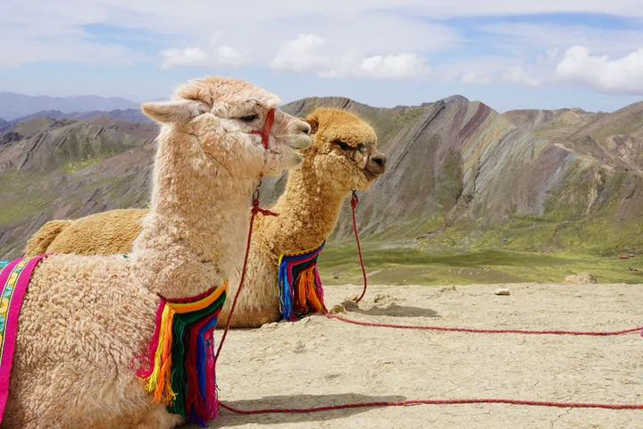 Alpacas en Palccoyo