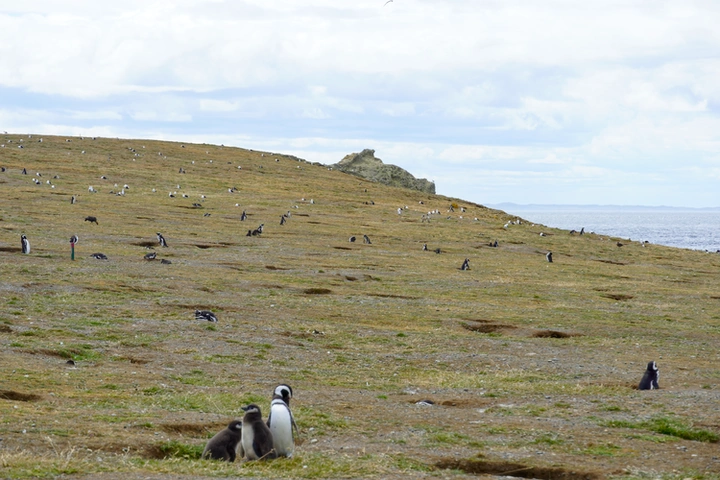 Guía para viajar a Chile: Isla Magdalena