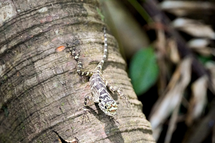 Reptil durante la caminata al Lago Sandoval