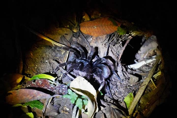 Tarántula durante nuestra caminata nocturna por la selva