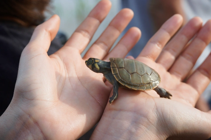 Preciosa tortuga Taricaya bebe