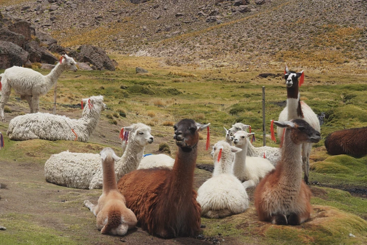 Granja de llamas y alpacas
