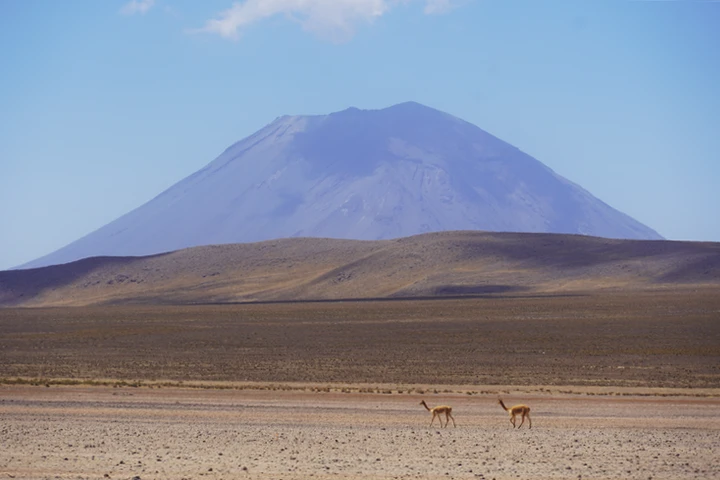Vicuñas con el volcán Misti de fondo