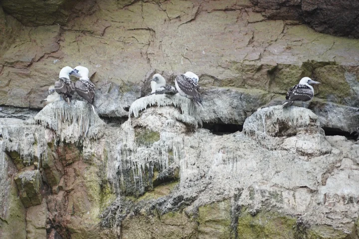 Aves de las Islas Ballestas sobre el guano