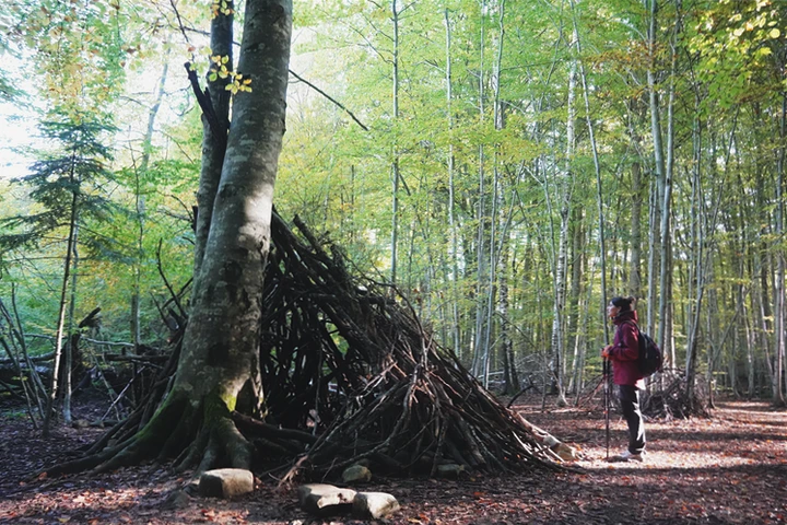 Bosque del Betato en la Sierra de la Partacua