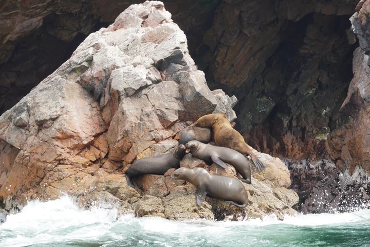 Qué ver en Perú: Lobos marinos en las Islas Ballestas