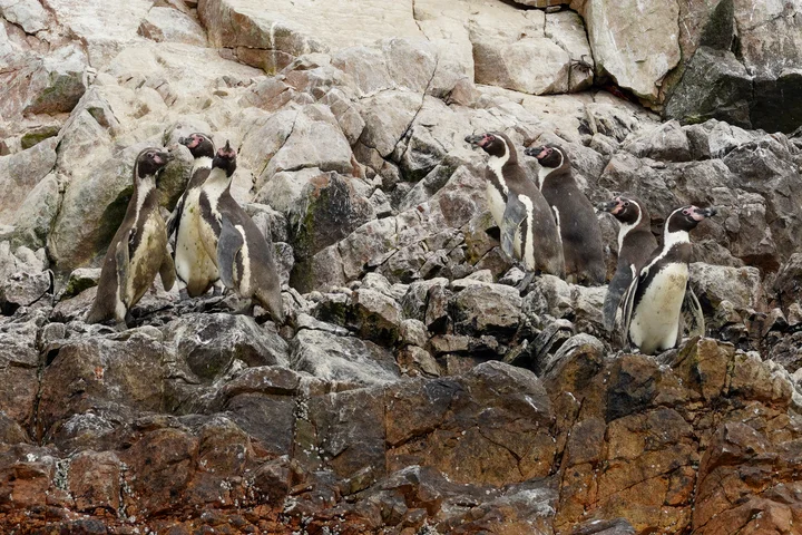 Pingüinos de Humboldt en las Islas Ballestas