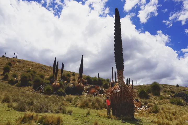 Bosque de Puya Raimondi de camino al glaciar Partoruri