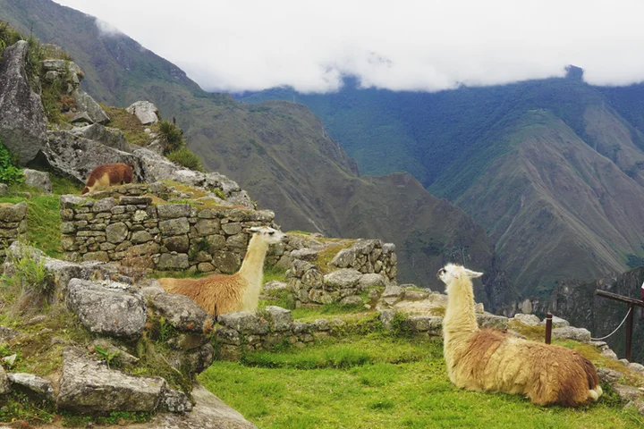Llamas en las ruinas de Machu Picchu