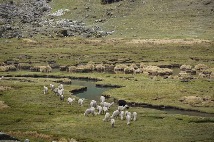 Rebaños de alpacas durante el recorrido